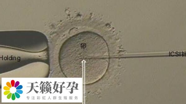 成熟卵泡才能配成胚胎