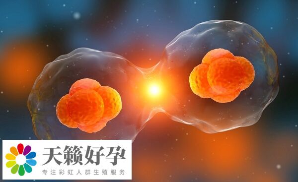試管嬰兒(er) 成功率受卵子質量影響