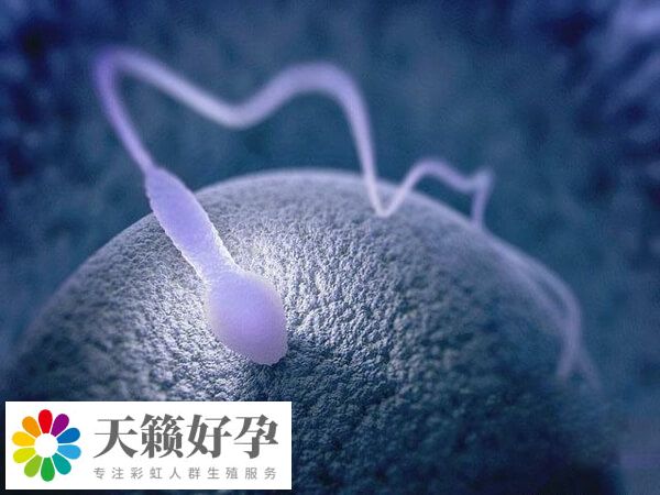 醫院試管嬰兒(er) 成功率