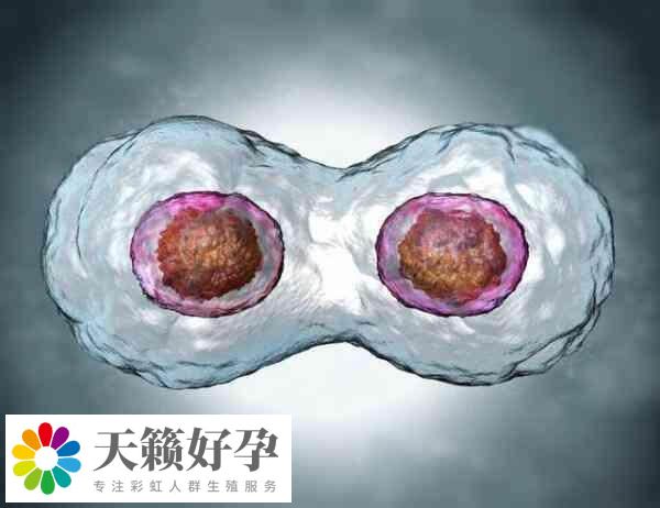試管嬰兒(er) 成功率受年齡和卵巢功能影響
