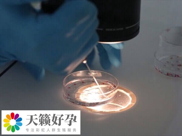 融合胚胎也稱桑椹胚