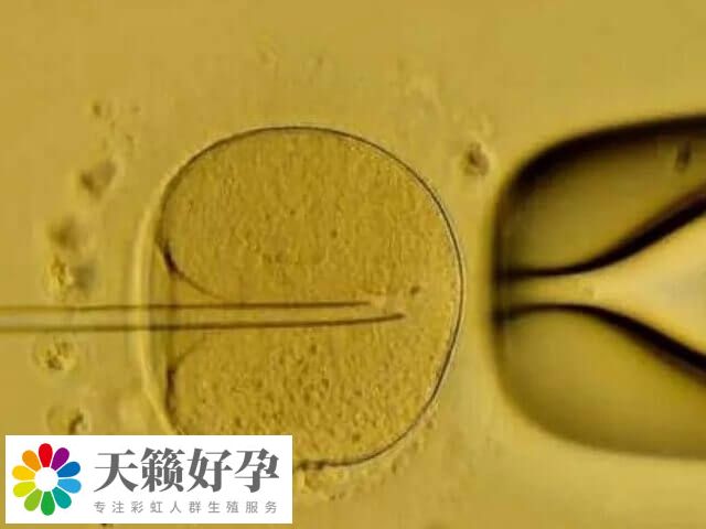 母體(ti) 健康影響胚胎發育