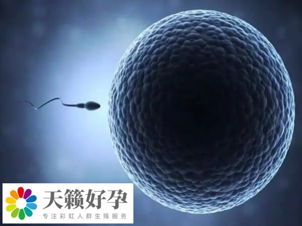 取卵取精後就可以進行體(ti) 外受精