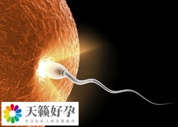 供精人授要做輸卵管造影