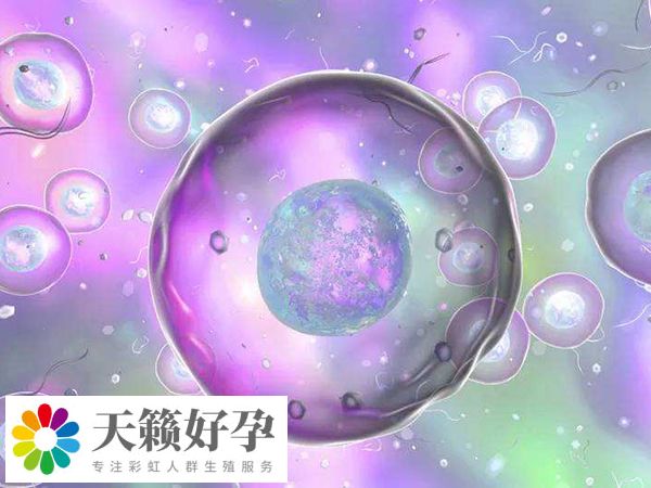 海外試管胚胎移植的著床率通常較高