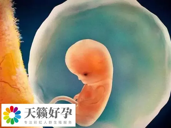 試管嬰兒(er) 解凍移植要7000-8000元