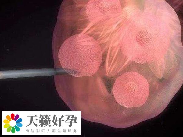 胚胎8細胞是正常的細胞數量