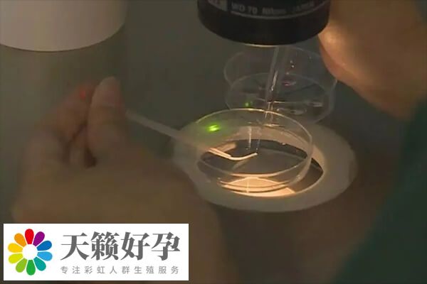 胚胎發育潛力會(hui) 影響養(yang) 囊的成功率