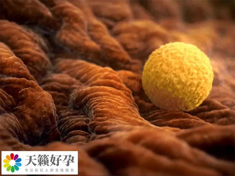 促排5天兩側卵巢多個卵泡成熟後會出現同時排卵的情況嗎？