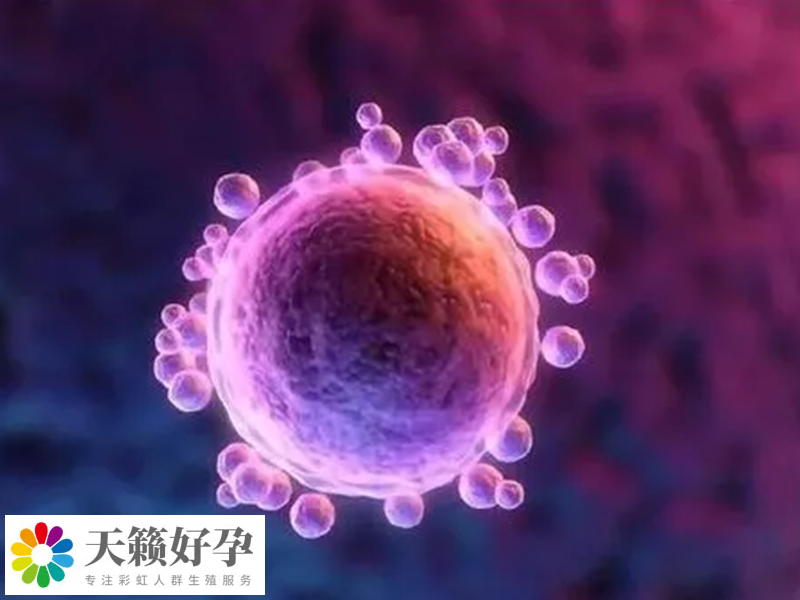 優勢卵泡8mm長到成熟卵泡大概需要多久？