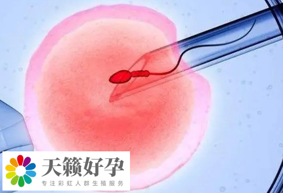 靈長類原始態多能幹細胞培育成功
