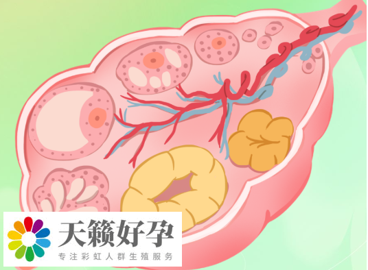 促排能連續促排3次以上