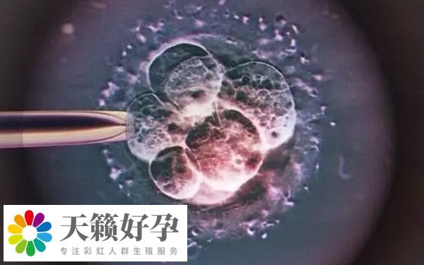 試管周期有剩餘(yu) 胚胎的患者可進行冷凍胚胎