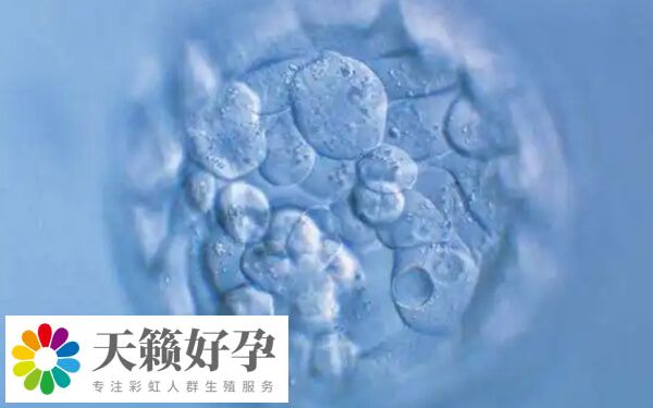 移植多個(ge) 胚胎的成功率高