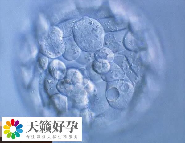 孕酮水平越高胚胎的落床率就越高