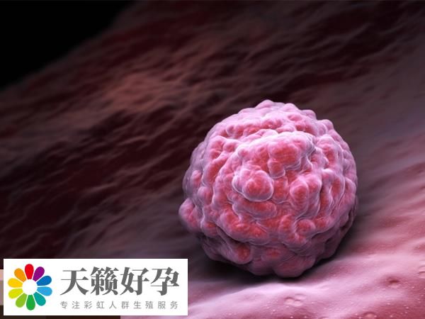 內(nei) 膜的厚度可以反映子宮的功能狀態