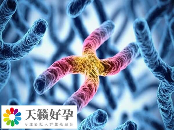 染色體(ti) 易位胚胎概率為(wei) 1/18