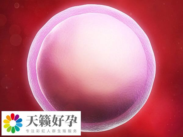 優(you) 質的卵泡呈圓形或橢圓形