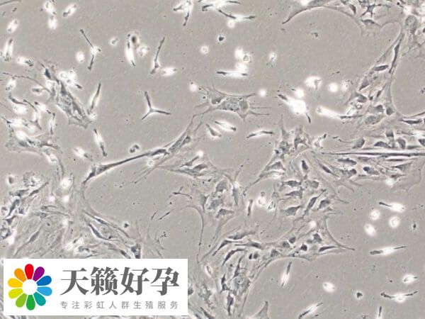 目前女女不能通過骨髓技術生孩子