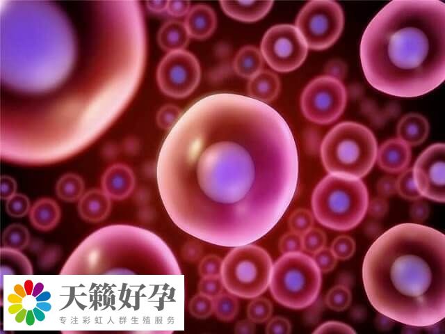 單純的卵子和卵子之間就無法懷孕